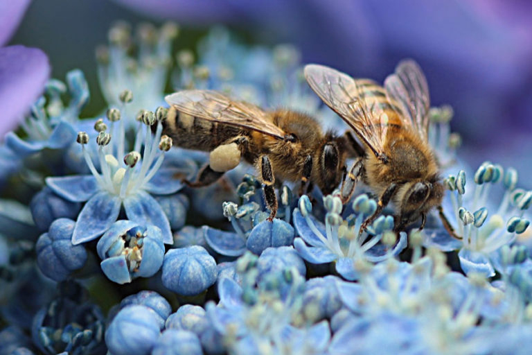 On the wings of bees