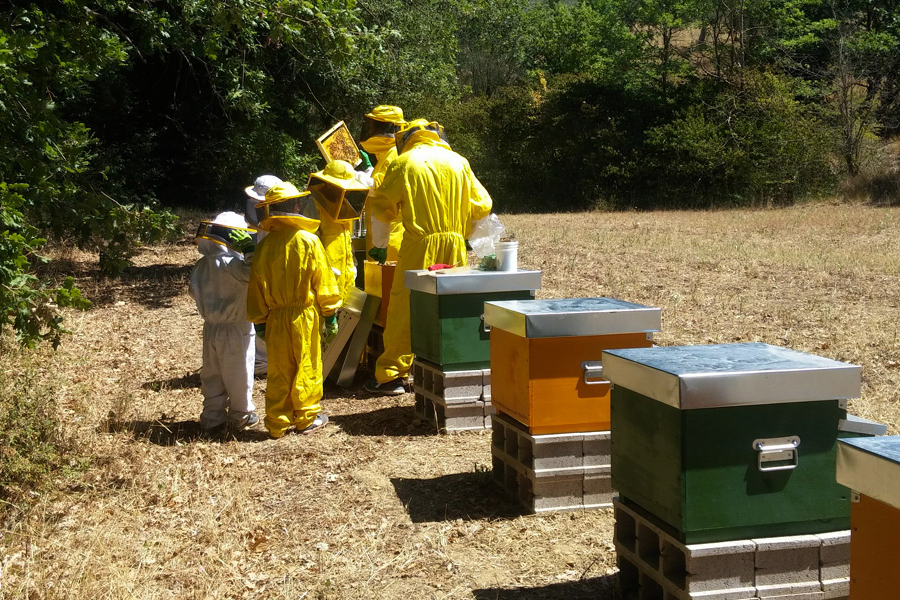 A day as a beekeeper