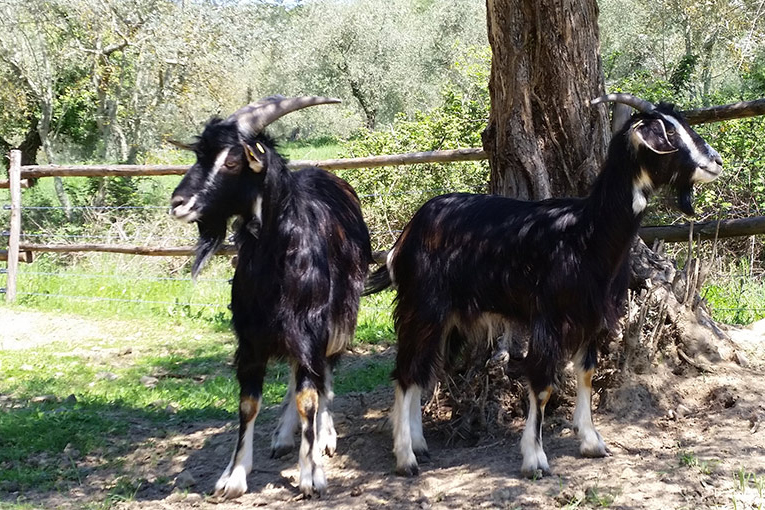 Aperitif and farm tour