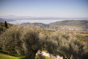 panorama visto dal monte con olivi in primo piano e lago sullo sfondo