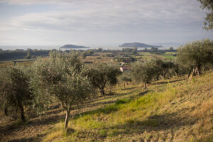 campo con olivi che digrada verso il lago trasimeno e le isole