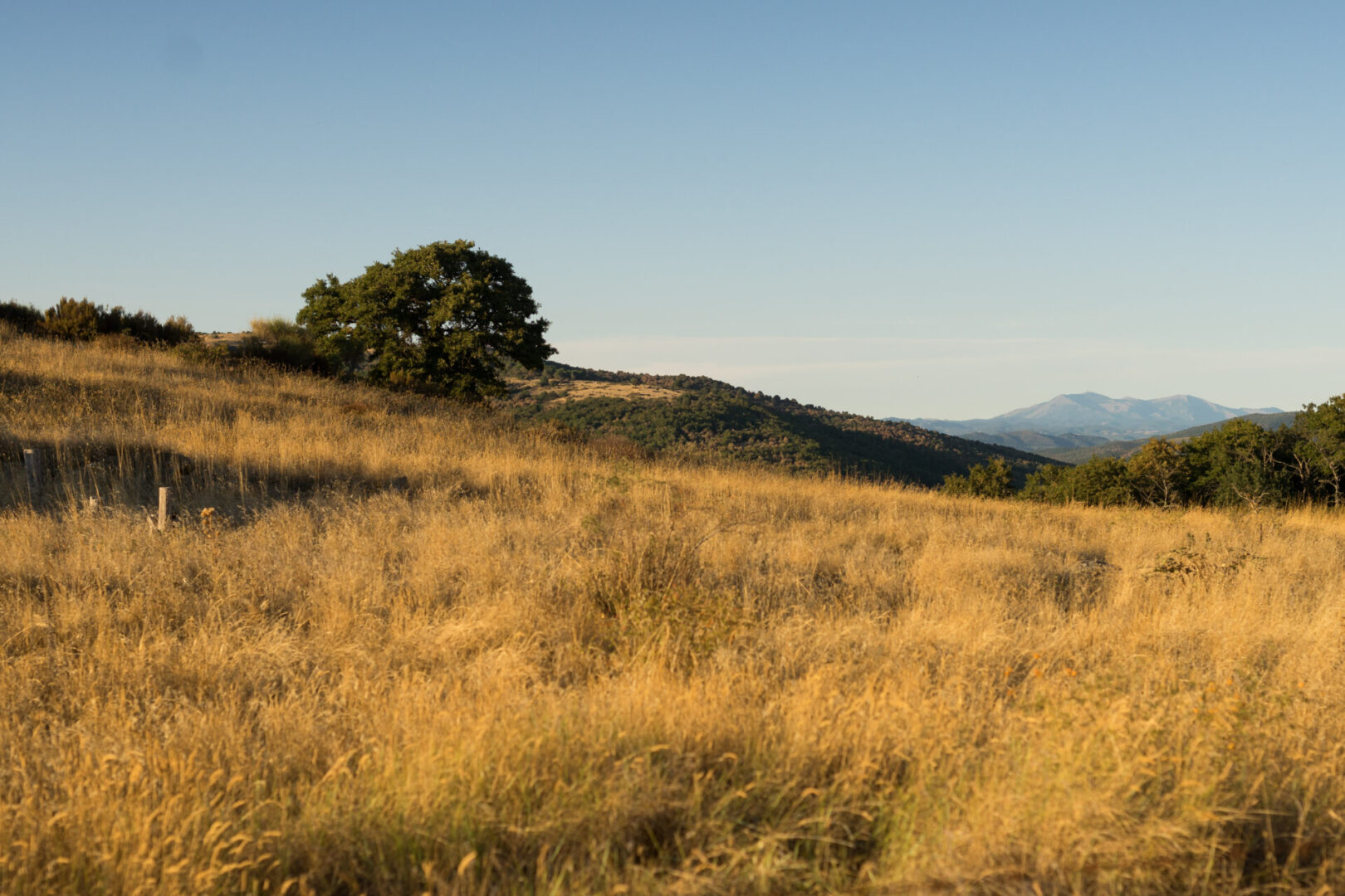 prato e alberi