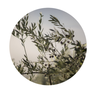 rami di olivo con oliva